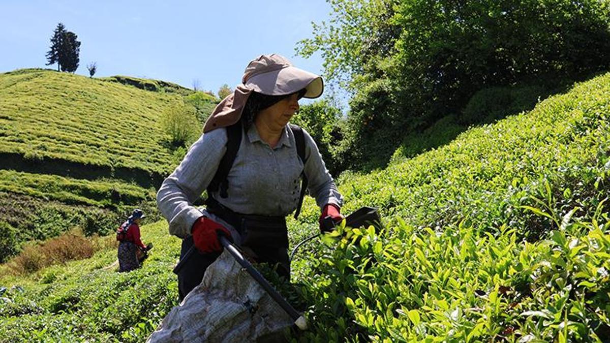 Çay geç geldi ama bu yıl don yanığı yok, rekolte yüksek! Trabzon'da ilk sürgün 10 gün gecikmeli başladı: 830 Bin dekarda Karadeniz'in 'yeşil altını' için üretici bahçede