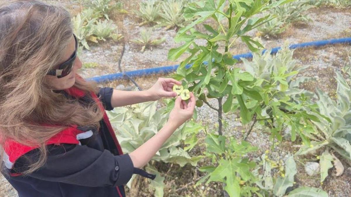 Aydın'dan müjdeli haber geldi! Dışa bağımlığı azaltacak bahçe