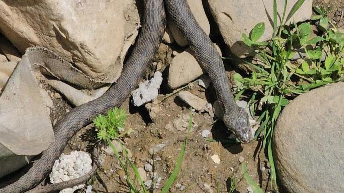 Muş’un Hasköy ilçesinde korku dolu anlar: Belediye ekipleri harekete geçti