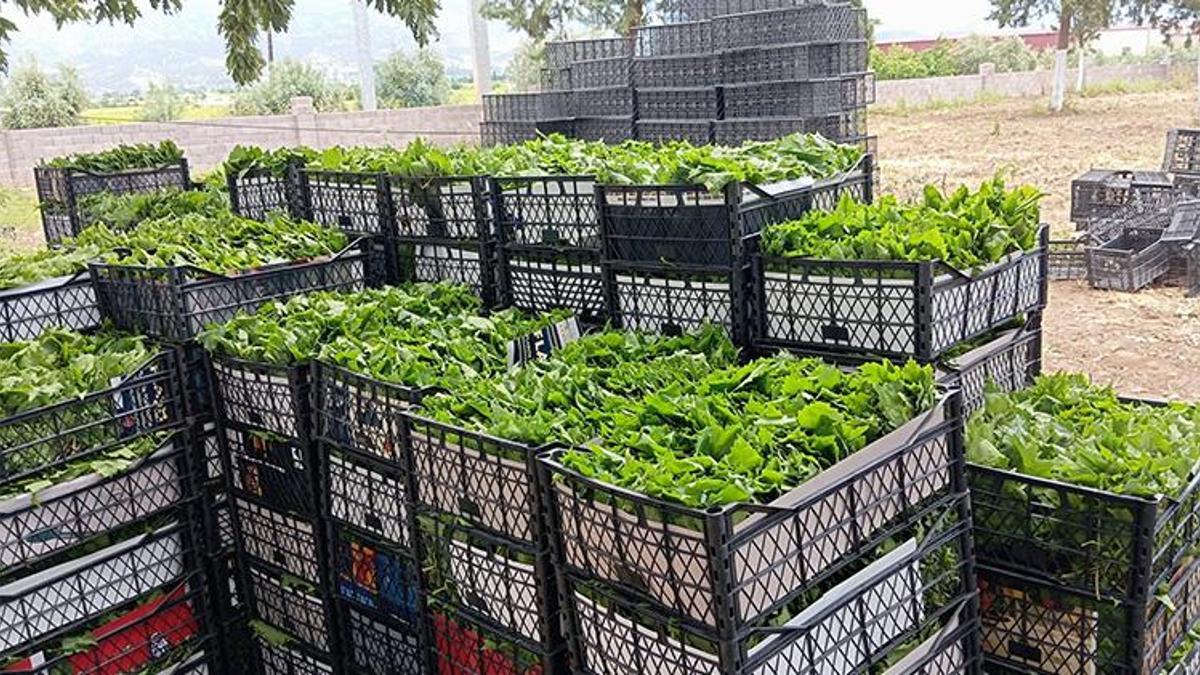 Peşin para kuyruğu! 'Yeşil altın' piyasayı salladı! En önemli geçim kaynağı oldu