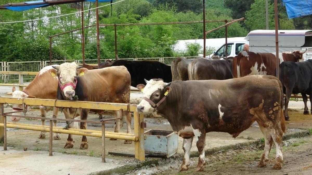 Hayvancılık desteği başladı! Son başvuru 1 Aralık