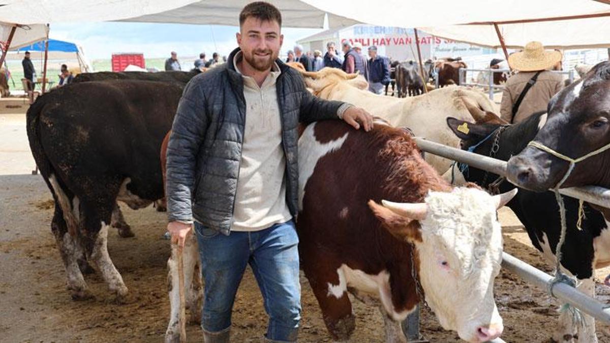 Büyükbaş hayvan fiyatlarının otomobil fiyatlarıyla yarışıyor! İşte 830 kiloluk tosunun fiyatı