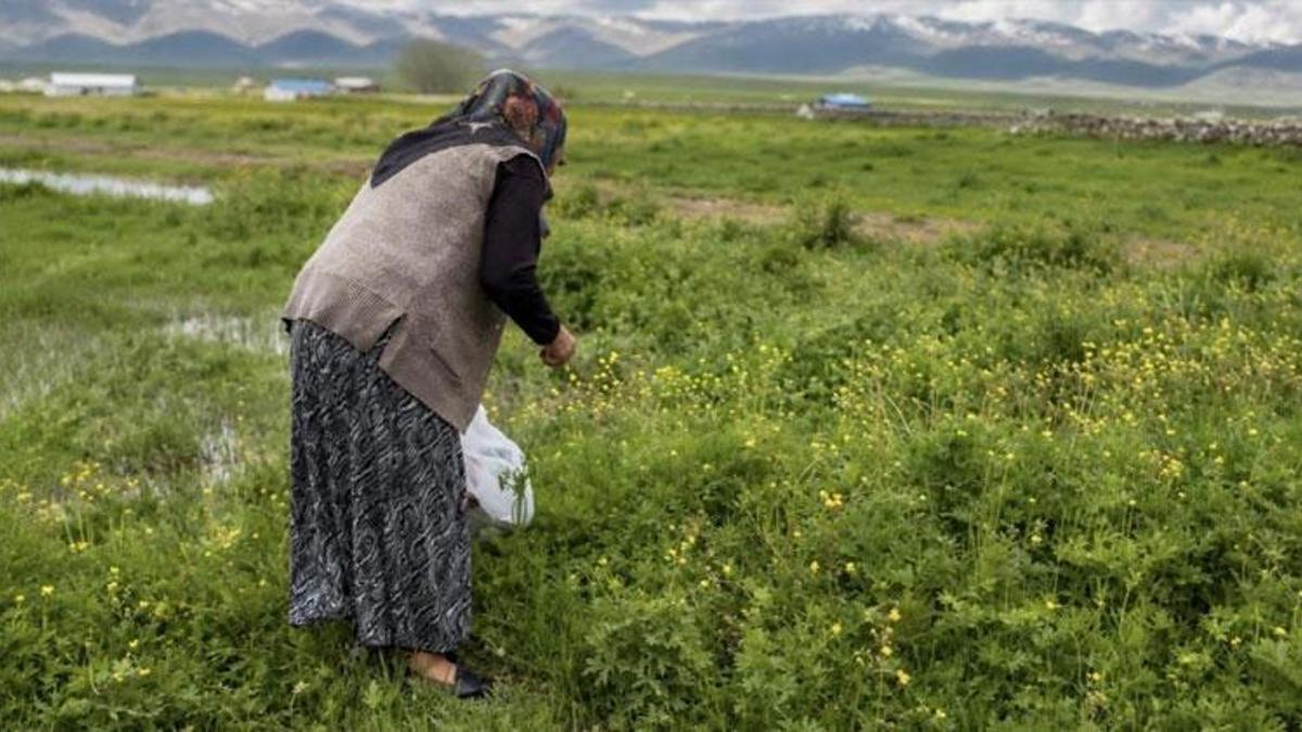 Ağrı’da asırlık gelenek: Doğada yetişen şifa kaynağı otlar kış sofraları için hazırlanıyor