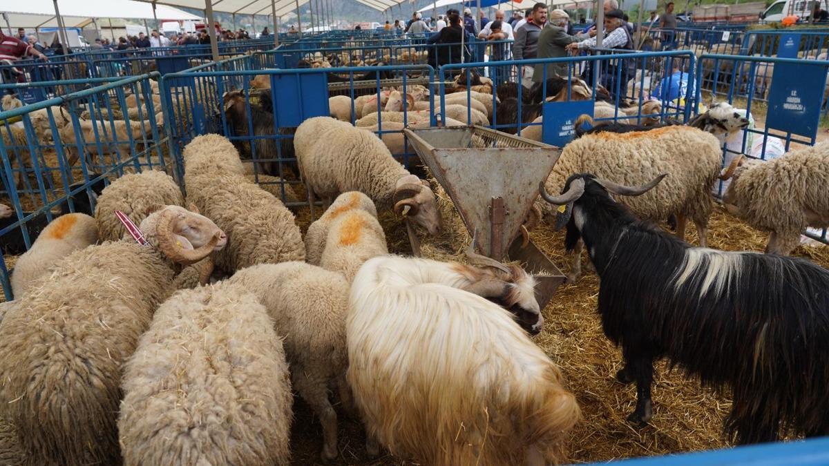 Bilecik'te kurban pazarında denetim yapıldı