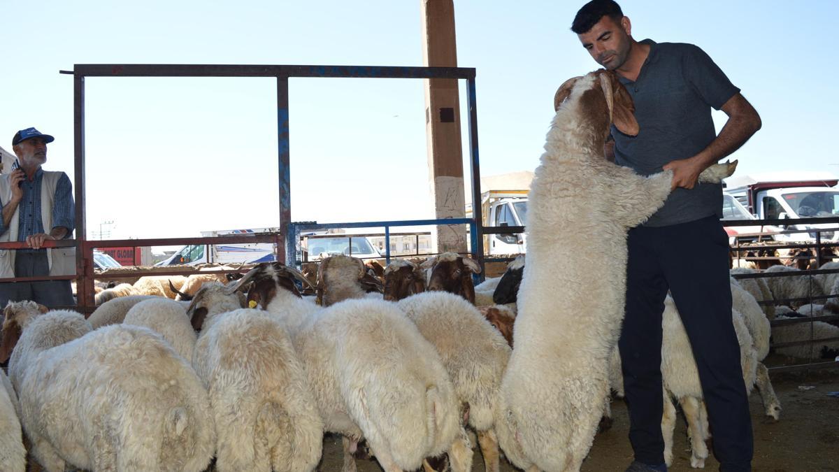 Mardin Kızıltepe’de hayvan pazarında bayram yoğunluğu