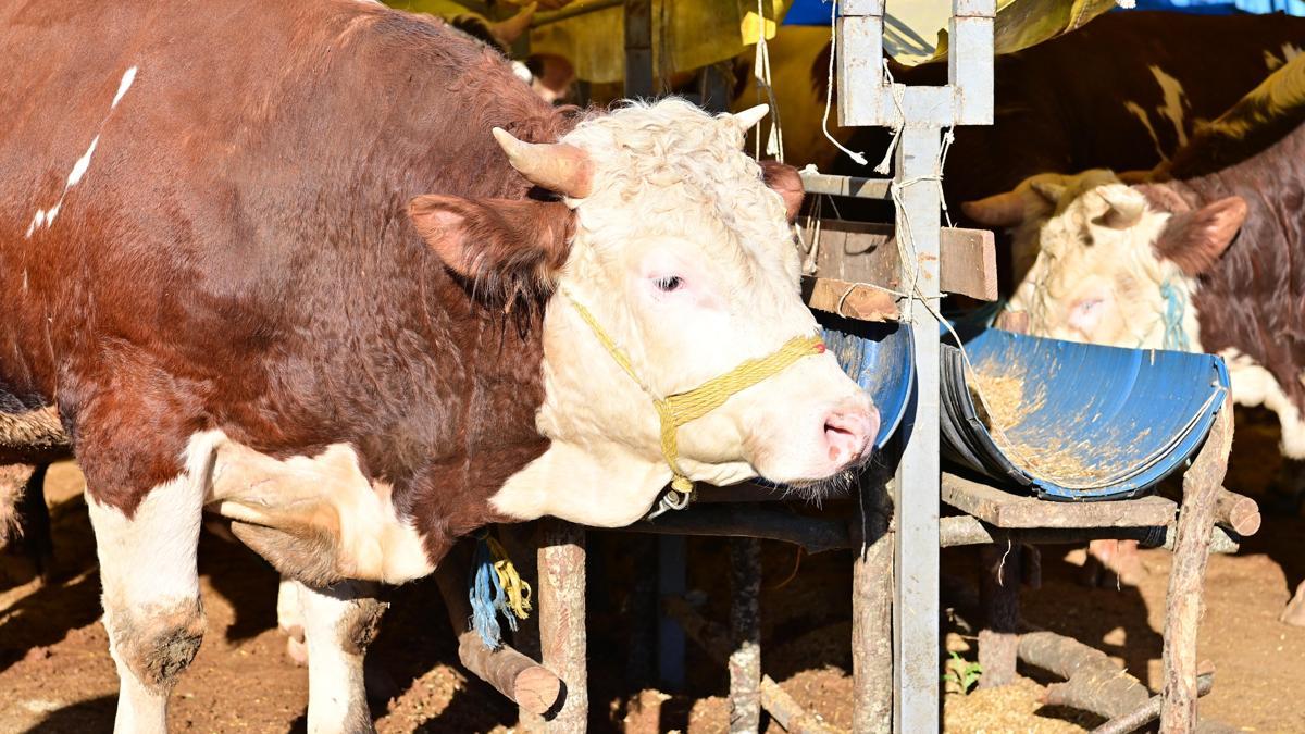Bahçelievler Belediyesi, kurban kesim alanlarında çalışmalarını sürdürüyor
