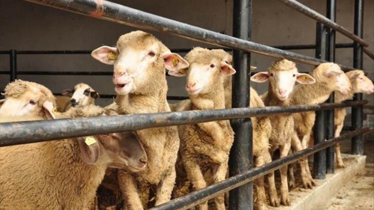 Satılamayan kurbanlıkları Et ve Süt Kurumu alacak! Kilogram fiyatları belirlendi