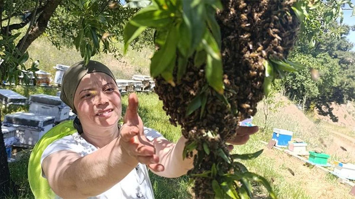 Denizli'de bahar güzel geçince arılarda oğul verimi yükseldi