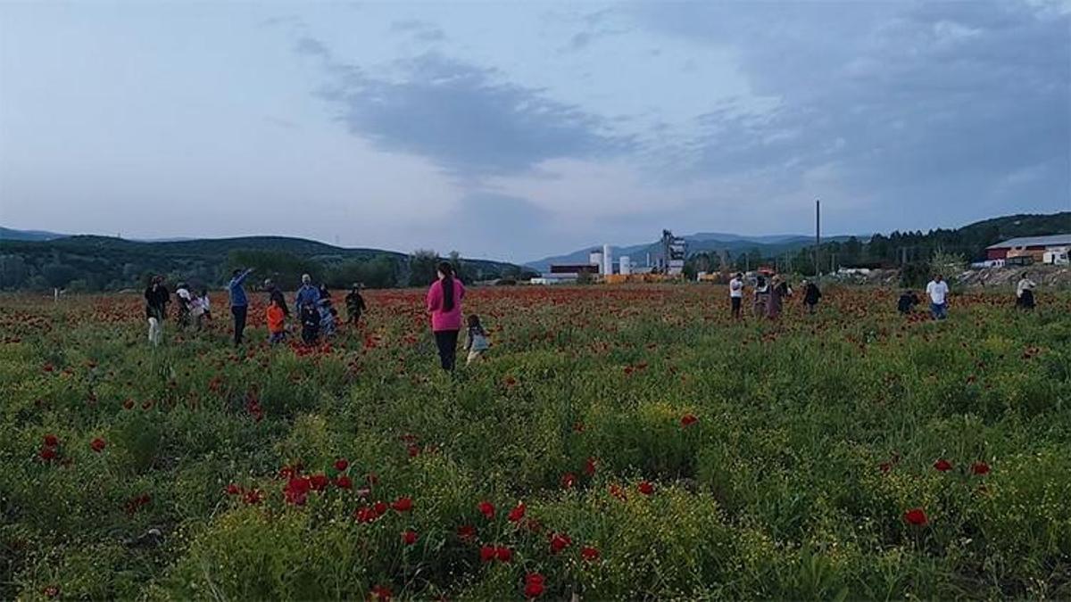 Bingöl-Muş karayolu kırmızıya büründü! Vatandaşlar akın etti