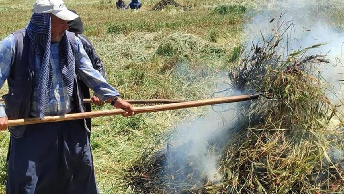 Gaziantep'te firik ütümü sezonu başladı
