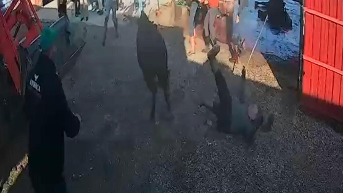 İpinden kurtulan boğanın etrafındakilere saldırısı kamerada