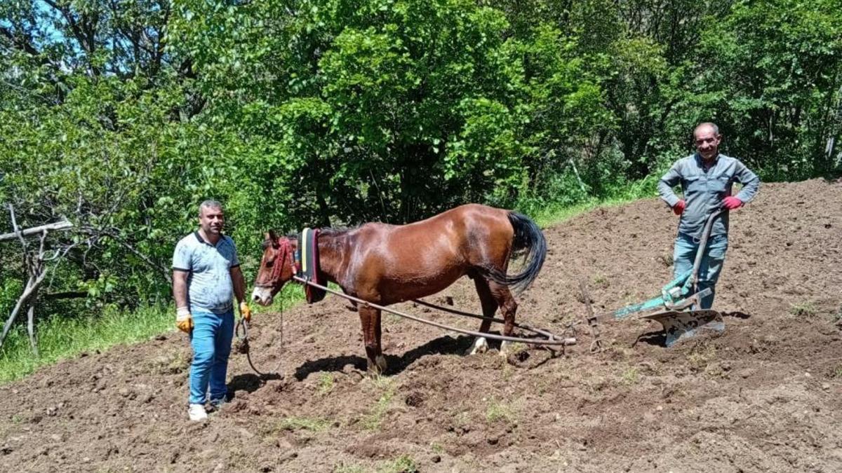 Dik yamaçlarda traktör çaresiz kaldı, köylüler karasabana sarıldı! Bitlisli çiftçiler geleneksel yönteme geri döndü