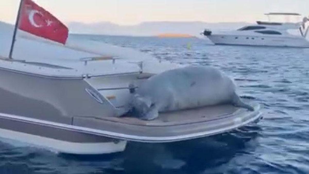 Bodrum'da Akdeniz Foku'nun motoryat keyfi kameraya yansıdı