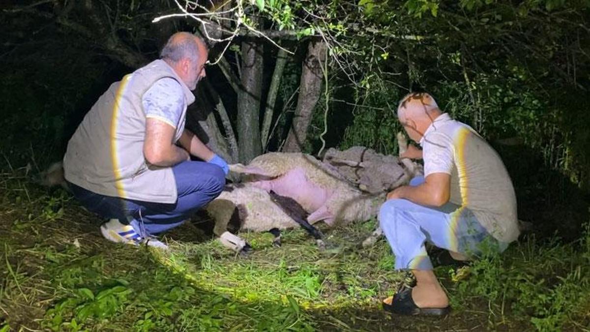 İnegöl'de meraya yıldırım düştü, 6 koyun öldü
