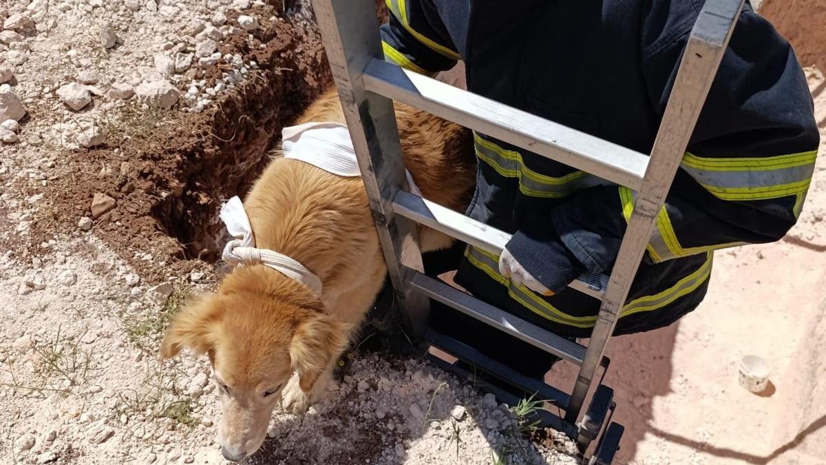 Mardin’de inşaat çukuruna düşen köpeği itfaiye kurtardı