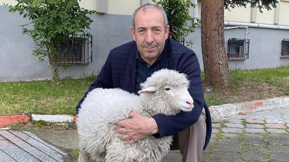 Annesinin terk ettiği kuzuyu biberonla büyüttü: Şimdi birlikte adliye temizliyorlar!