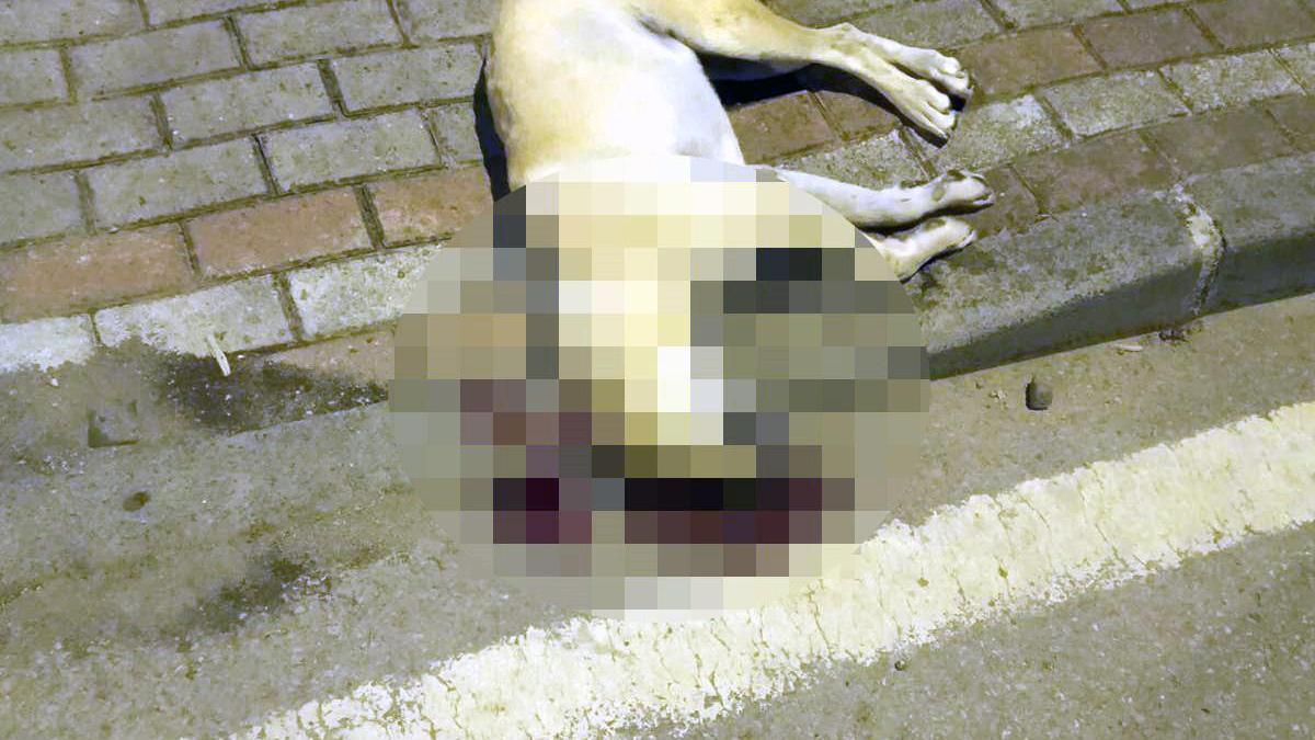Oğlunu ısıran köpeği öldüren kişiye verilen beraat kararını istinaf bozdu