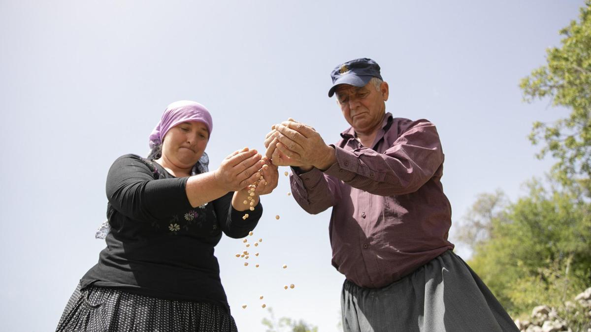 Atalık tohumlar gelecek nesillere aktarılıyor