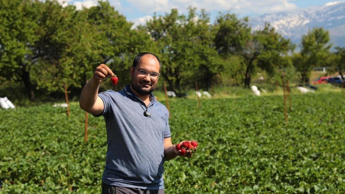 Erzincan Üzümlü'de çilek hasadında yeni dönem başladı! Sepetini alan bahçeye koşuyor