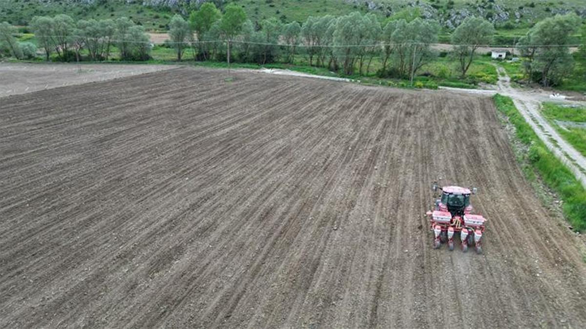 Ücretsiz olarak dağıtılacak! Çorum'dan Türkiye'ye örnek olacak proje