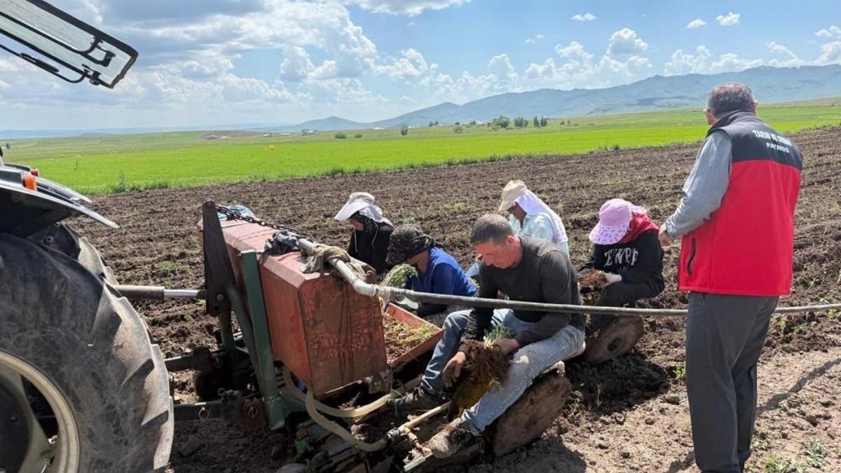 Yıllarca başka şehirlerde yaşadı! Memleketine dönün daha önce bölgede hiç görülmeyen bir ürünü ekti