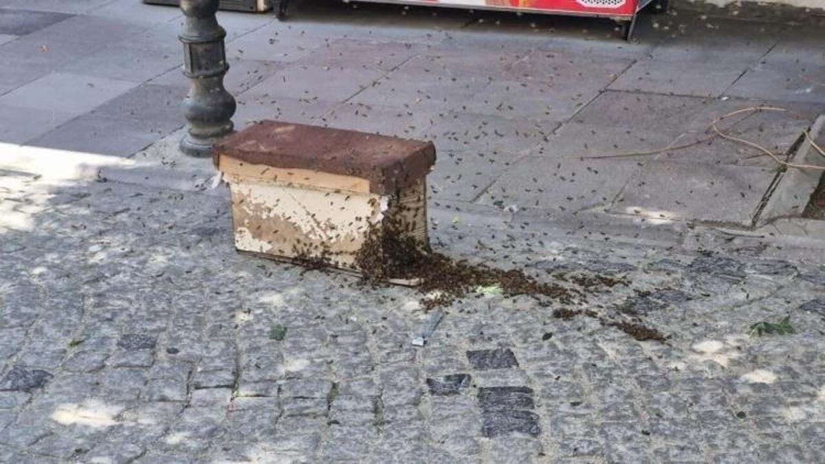 Eskişehir'in göbeğini istila ettiler! Yüzlercesi paniğe yol açtı