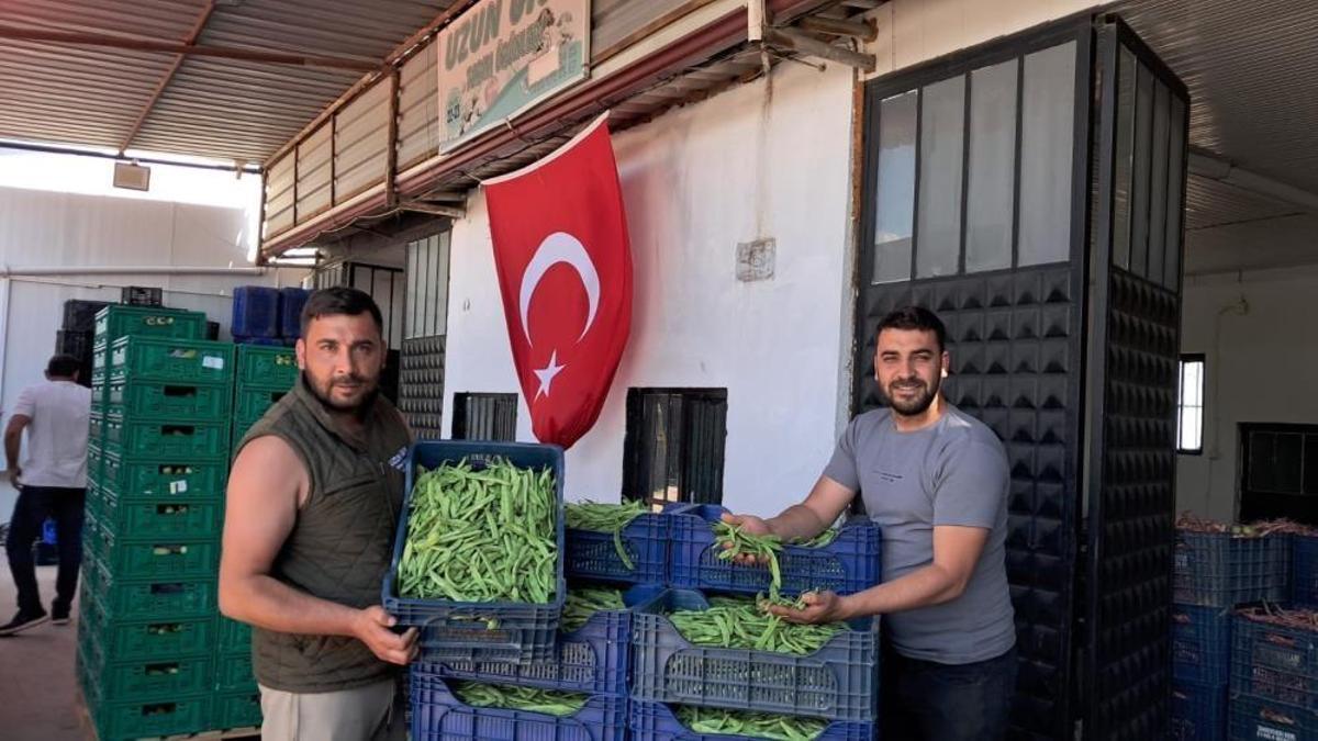 İlk hasat başladı, üretici fiyatlardan memnun! Yaz yemeklerinin vazgeçilmezi 100 liradan satılıyor