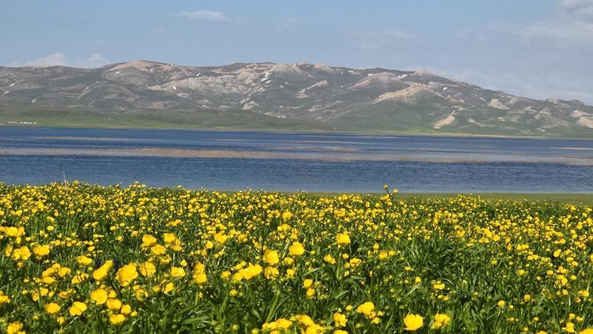 Van'da 2 bin 800 yıllık tarihin izinde açan sarı çiçekler mest ediyor