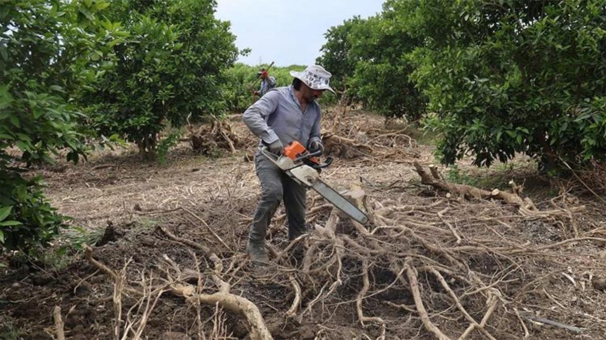 Adana'da çiftçinin yeni gelir kapısı: Portakal ve limon ağaçları tarlada kesilip bakın nereye satılıyor!