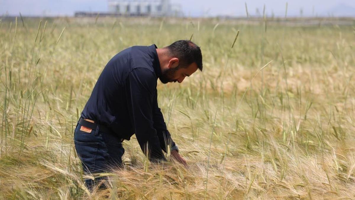 Türkiye'nin tahıl ambarında rekoltede beklenti yüksek! Yağışlar olumlu etki etti