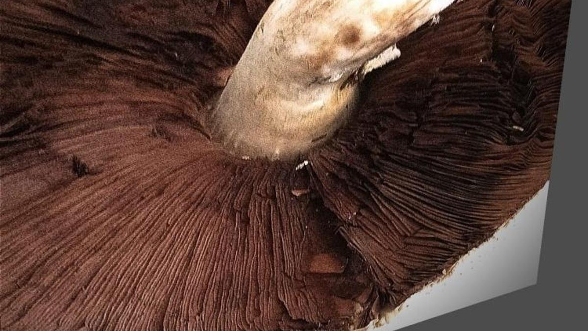 Konya’da böylesini ilk kez gördü! Tepsi büyüklüğünde bulundu