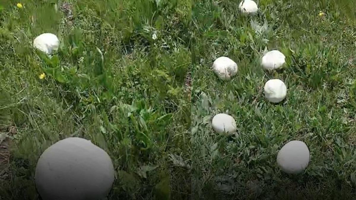 Sağanak yağışlar en çok bu ürüne yaradı! Bu yıl bol bol yenecek, kilogram fiyatı en dipte
