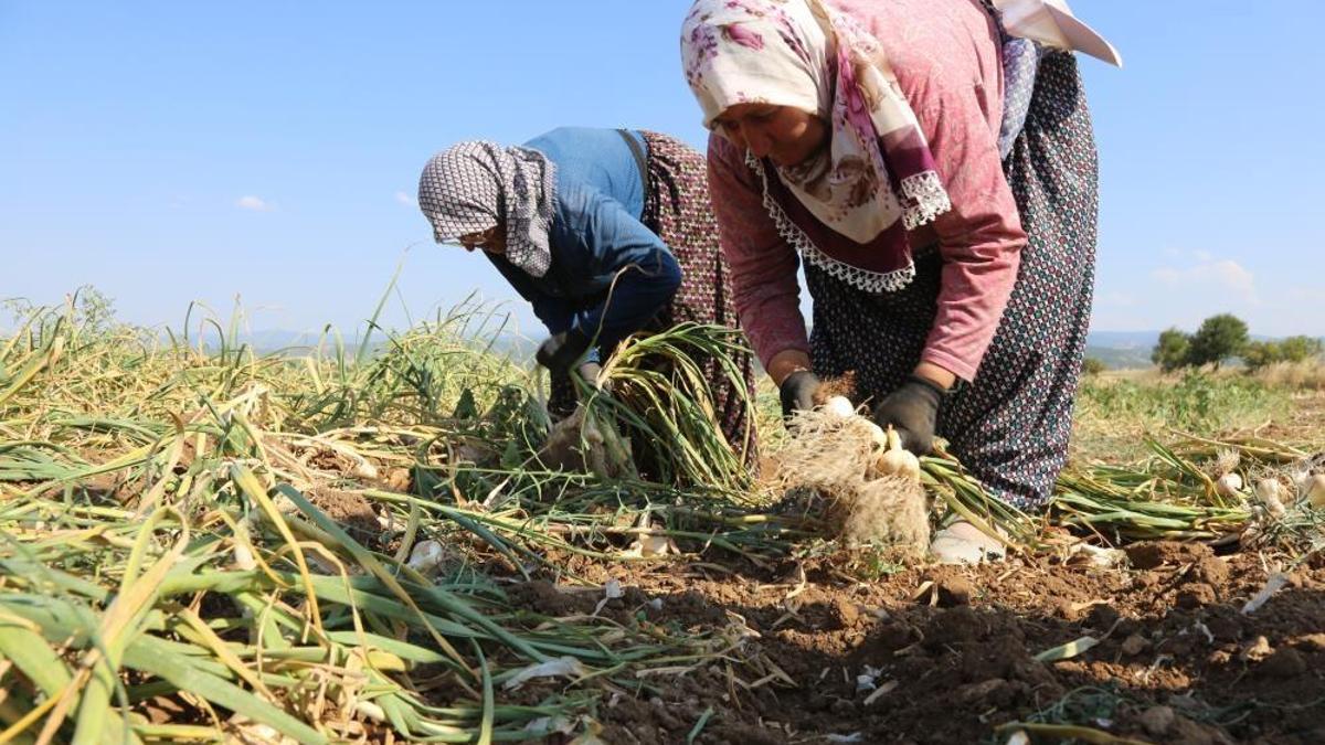 Coğrafi işaretli ürünün değeri artacak! Yol haritası hazırlandı