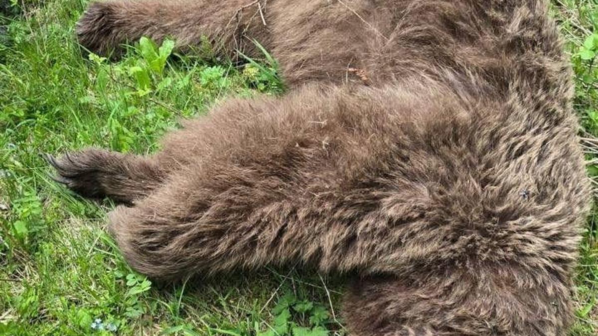 Saldırısına nacakla direnmişti; yaraladığı ayı ölü bulundu
