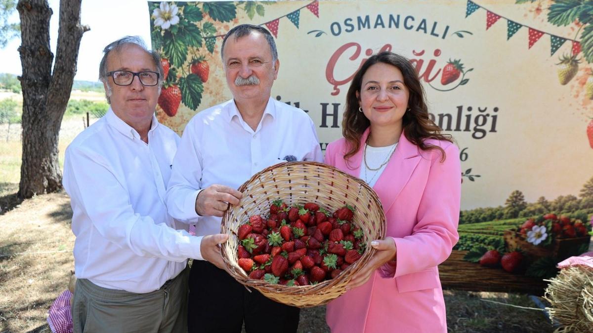 Osmancalı çileğinin ilk hasadı şenlikle yapıldı