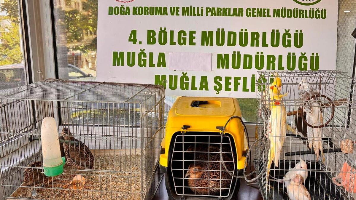 Muğla'da izinsiz bulundurulan 13 kuşa el konuldu