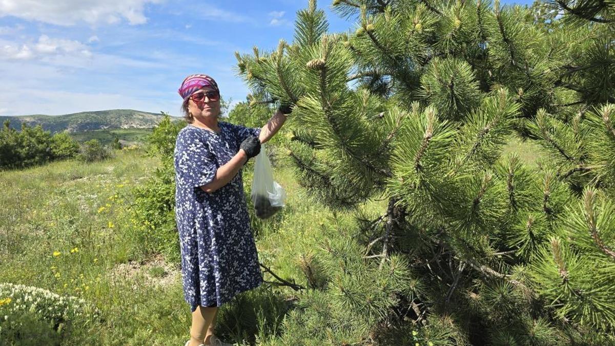 Kimsenin aklına gelmez! Reçeli ve sirkesinden sonra şimdi de turşusu yapıldı