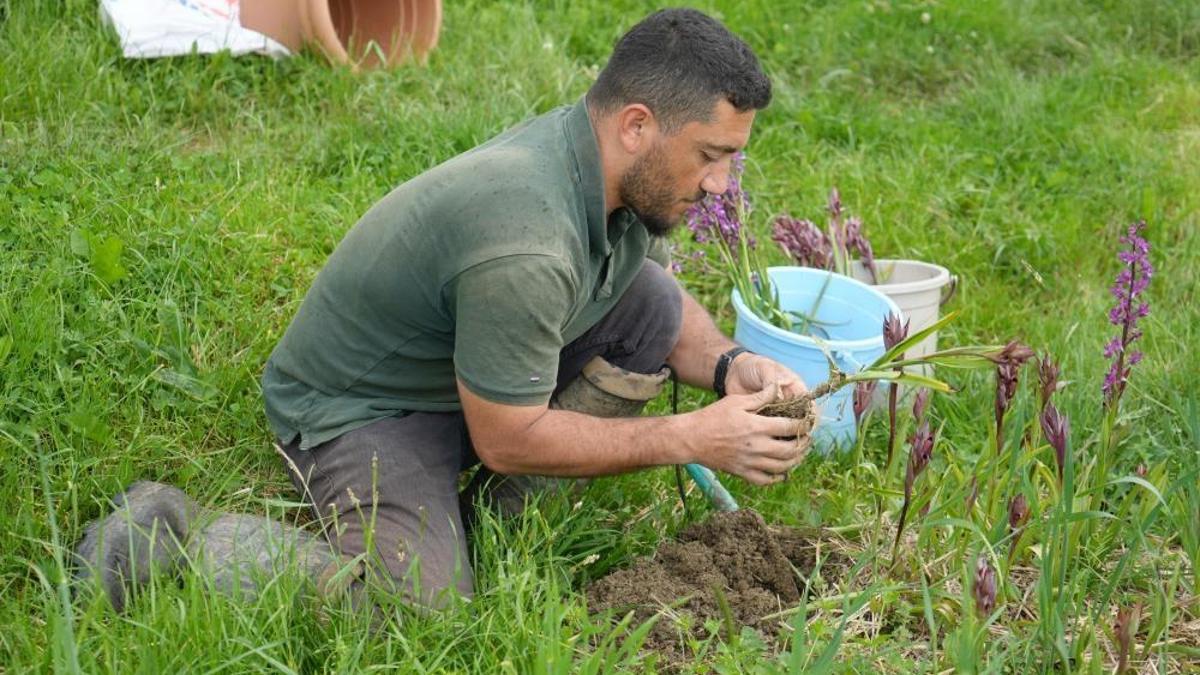 Kilosu 13 bin TL'den alıcı buluyor! Hasadı sürüyor, üreticiye kazandırmaya devam ediyor