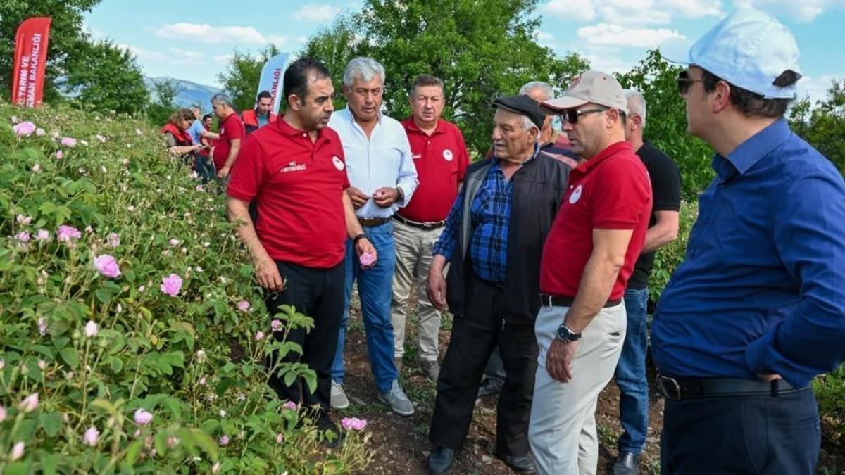 Denizli'de gül hasadı başladı! Üretim yerinde incelendi