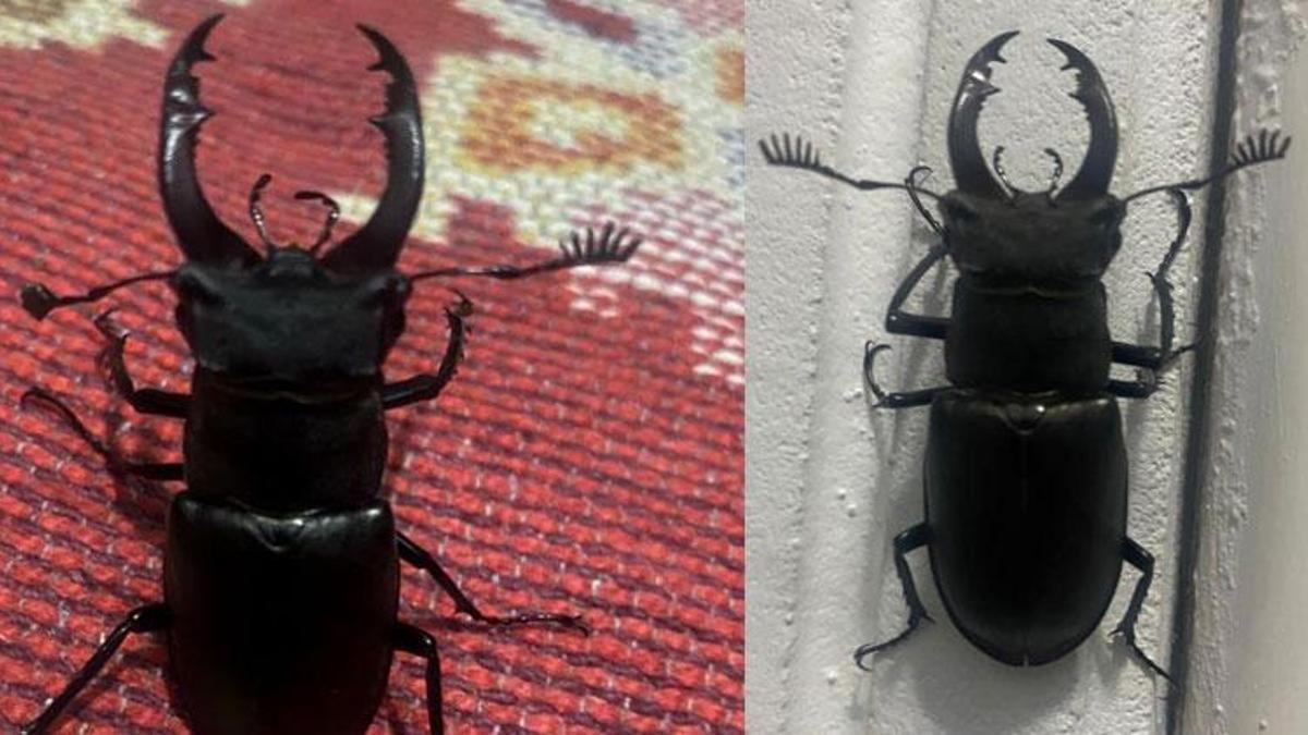 Nadir görülen geyik böceği bir evin balkonunda görüntülendi