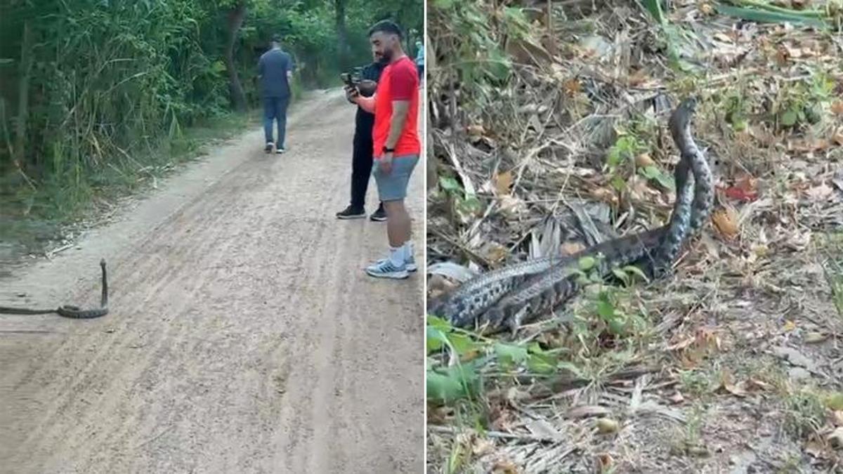 Adana'da havalar ısındı, parklarda yılanlar kaynıyor