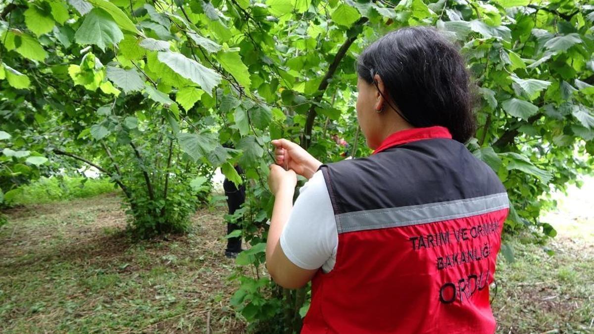Kahverengi kokarcanın sonunu samuray arıları getirerek! Doğa salındı