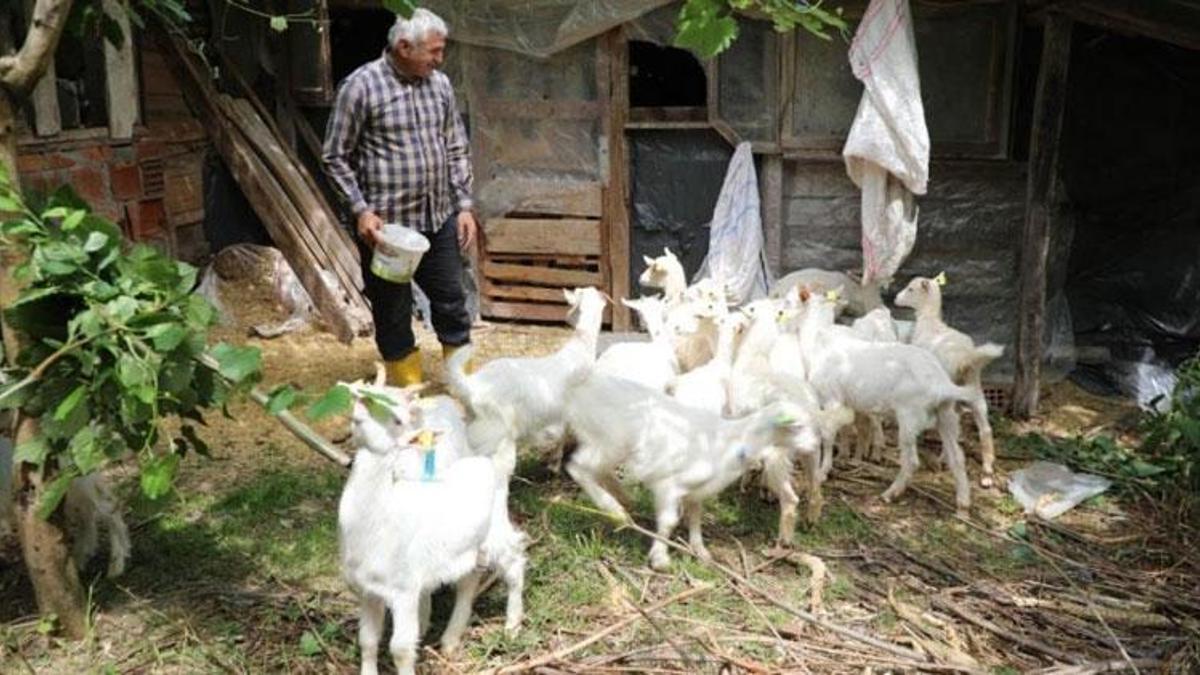 Ordulu besicilerin yüzünü güldüren yem desteği: Et kalitesini ve süt verimini artırıyor