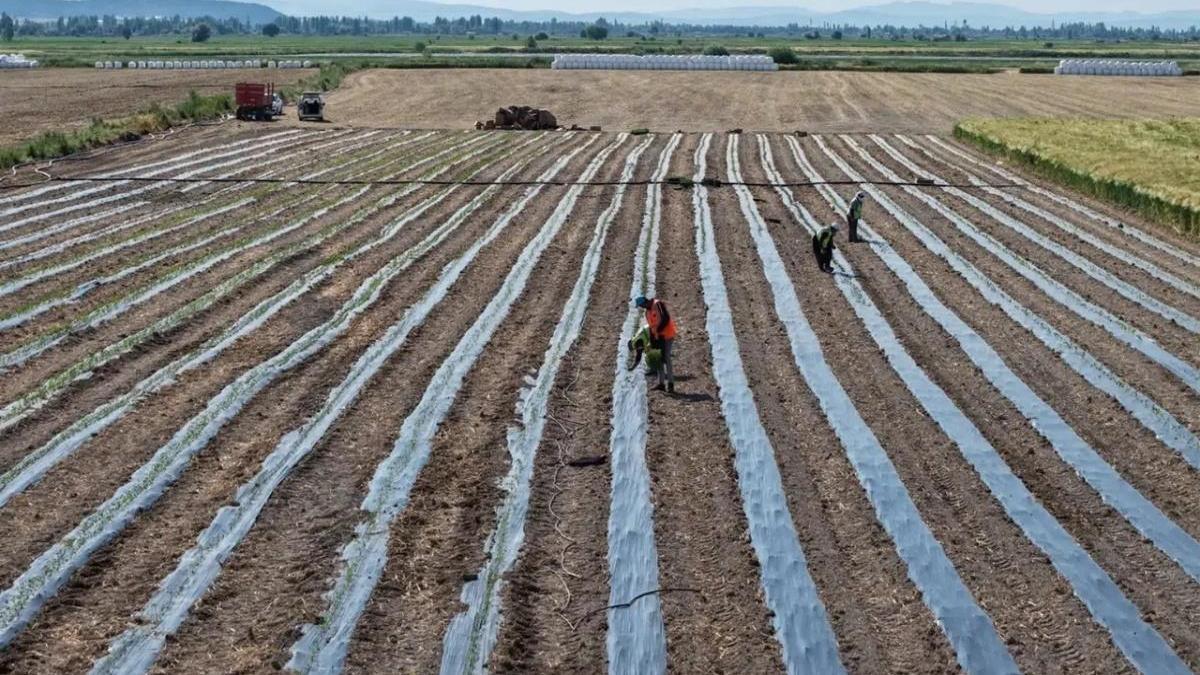 Konya'da belediye kendi sebzesini üretecek! 40 bin fide dikildi