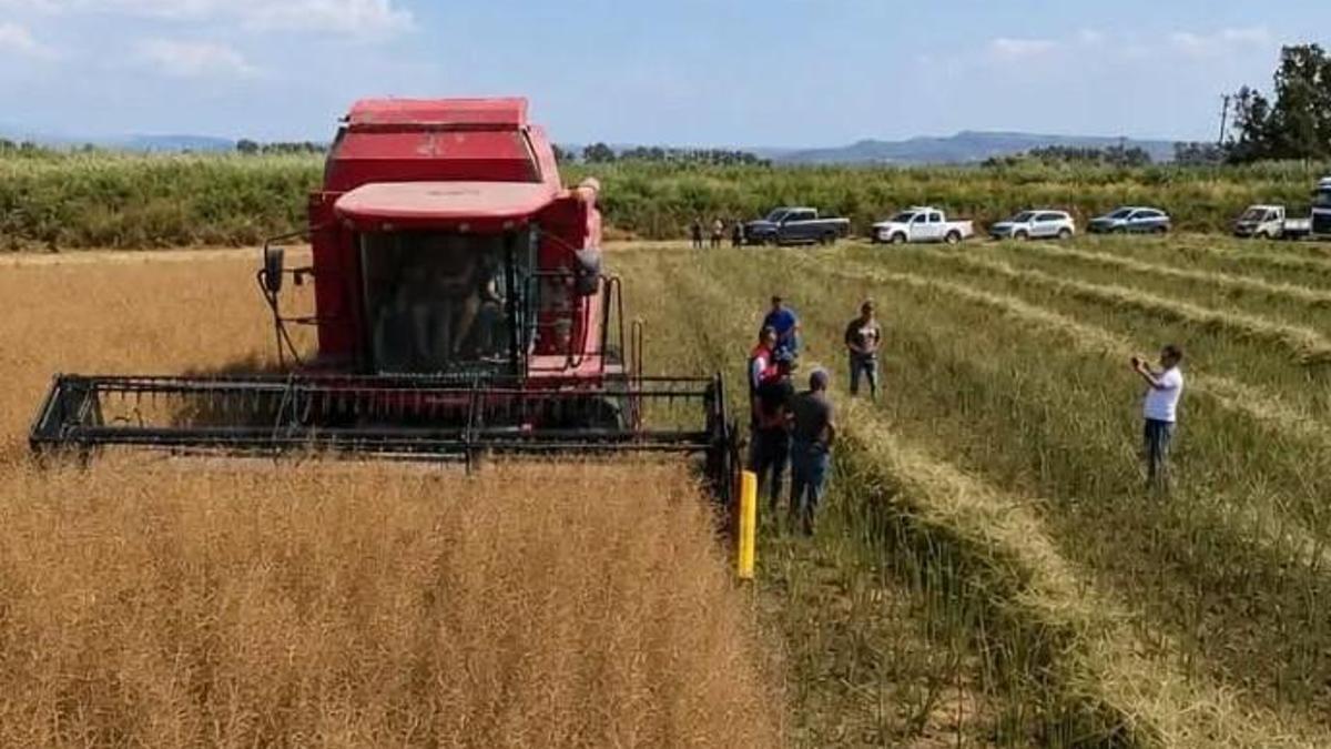 Kanola hasadı gerçekleştirildi! Bölge tarımında alternatif ürün olacak