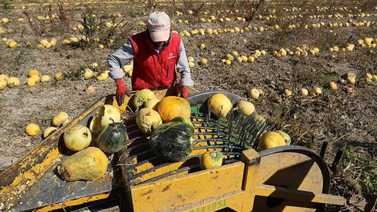 Kabak çekirdeği üretiminde en önemli merkez! Ekim sezonu kollar sıvandı