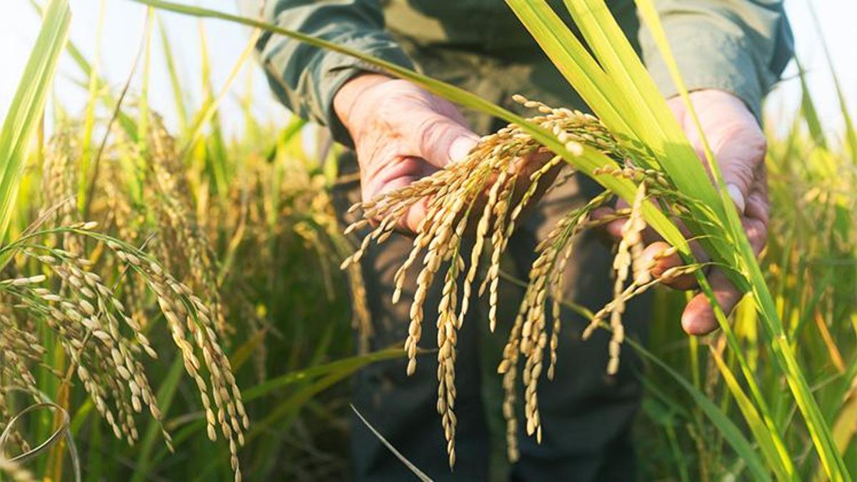 Çeltik üreticisine büyük müjde! Yeni dönem başlıyor, detaylar belli oldu