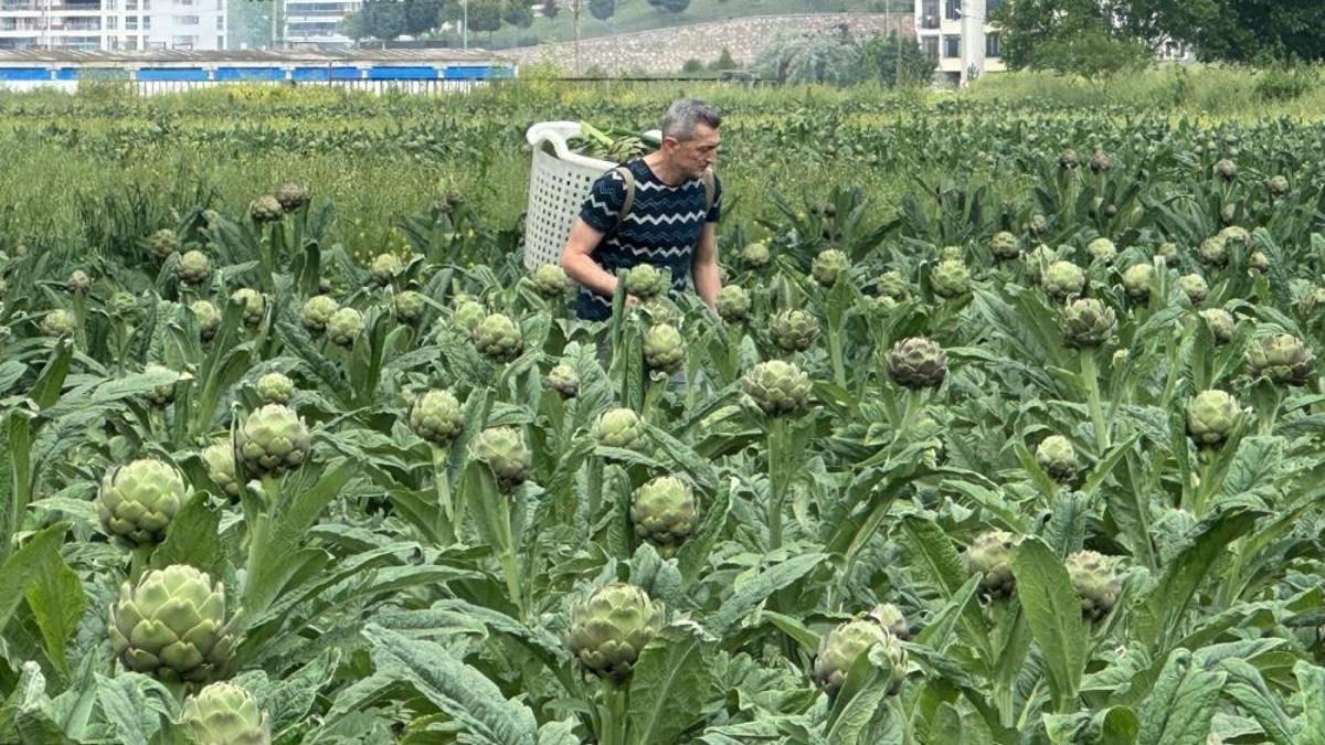 Milyonlarca liralık konutların arasında üretim! Çiftçilerin zorlu mücadelesi