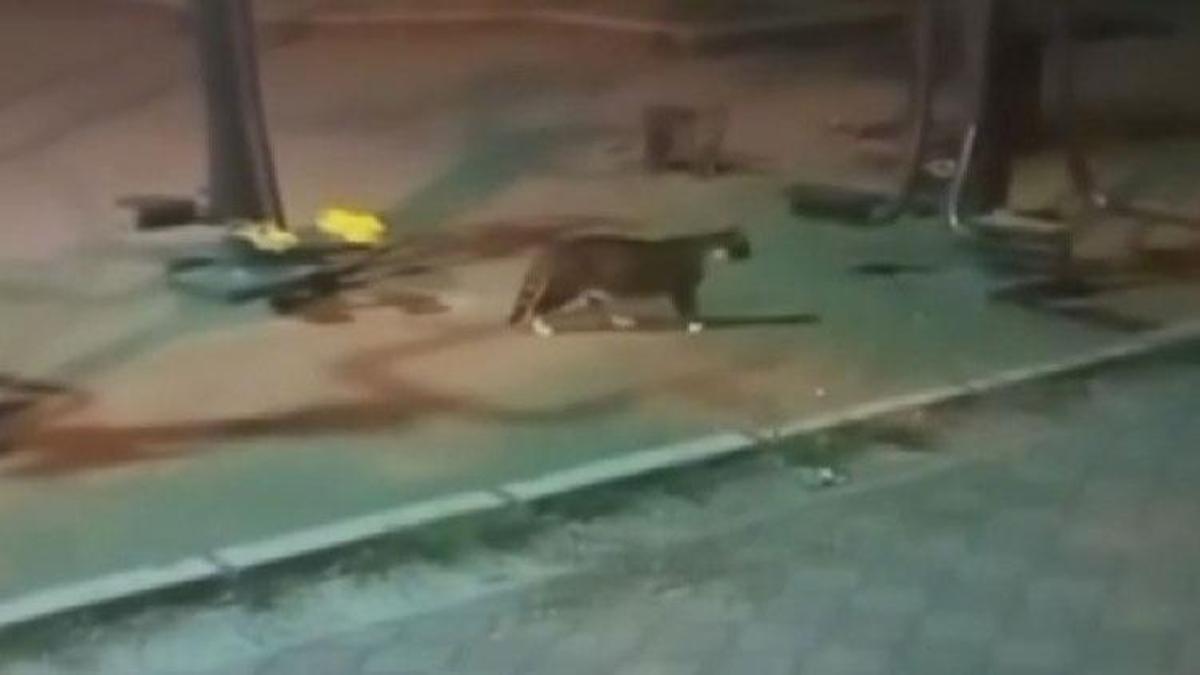 Fare sokakta kedileri kovaladı: İlginç anlar kamerada