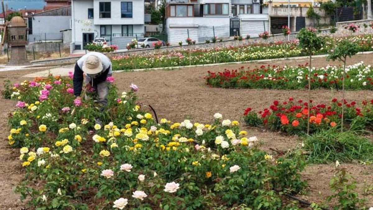 160 farklı çeşitte 15 bin gülün açtığı bahçede görsel şölen